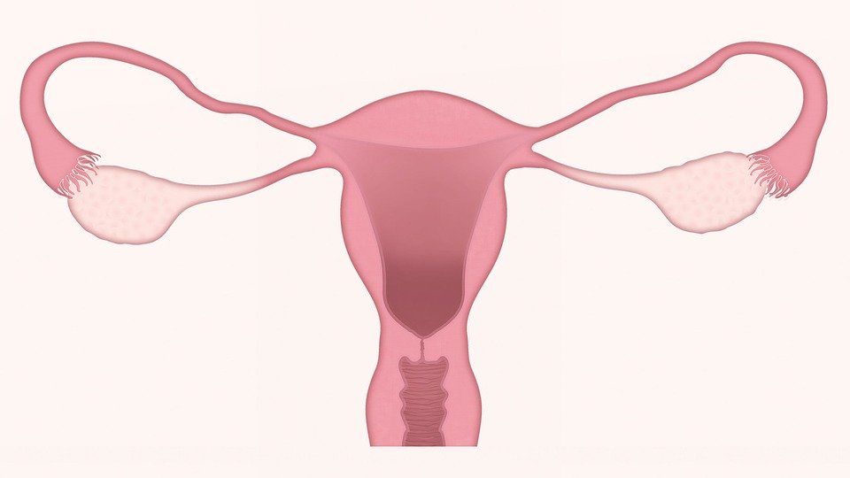 ovaries