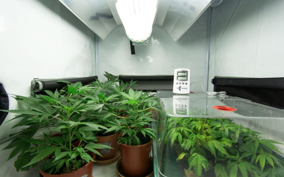 growing cannabis